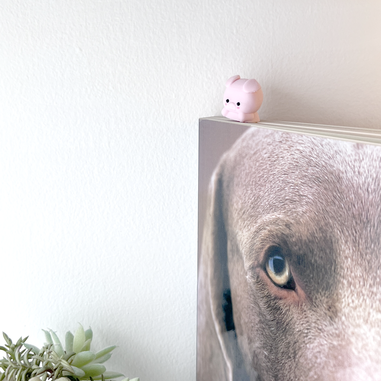 separador cerdito