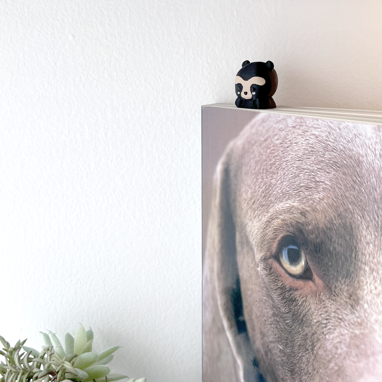separador oso de anteojos